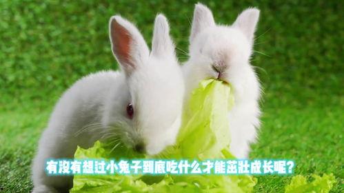 兔子吃八叶瓜好吗怎么吃,营养美味，正确食用方法揭秘