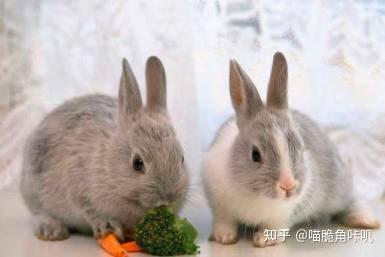 兔子吃八叶瓜好吗怎么吃,营养美味，正确食用方法揭秘