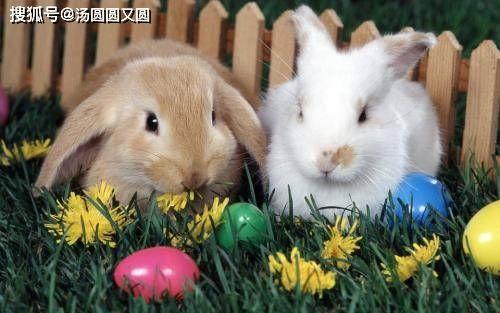 兔子吃八叶瓜好吗怎么吃,营养美味，正确食用方法揭秘