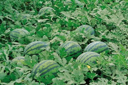 鹤壁校园欺凌吃瓜,揭开校园暴力阴影下的真相