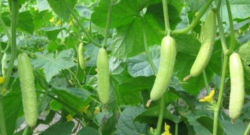 冷冻小瓜怎么吃,冷冻小瓜的多样美味食用指南