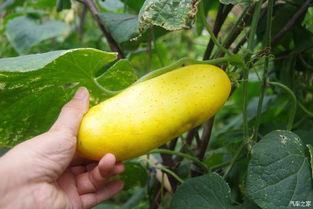 吃瓜忘记瓜,揭秘瓜界奇闻轶事