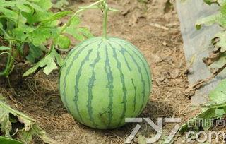 洋瓜不熟可以吃吗吗,能否食用揭秘