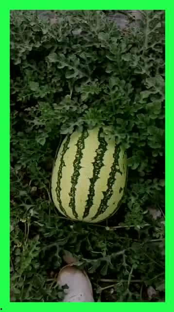 吃瓜好地方,尽享夏日清凉好去处