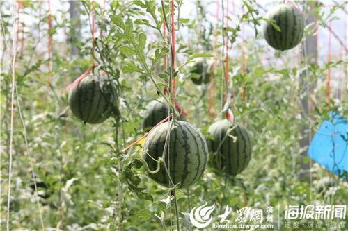 吃瓜好地方,尽享夏日清凉好去处