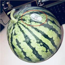 原创网红吃瓜,揭秘娱乐圈幕后真相