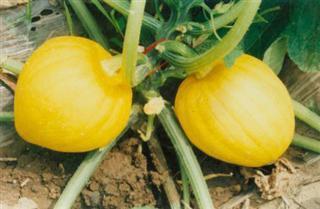 栗栗瓜怎么吃,解锁美味新体验