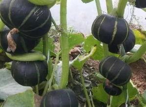 栗栗瓜怎么吃,解锁美味新体验