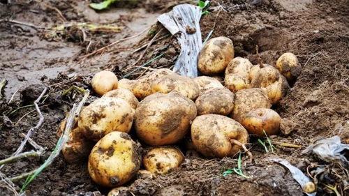 青海浪山回族吃瓜