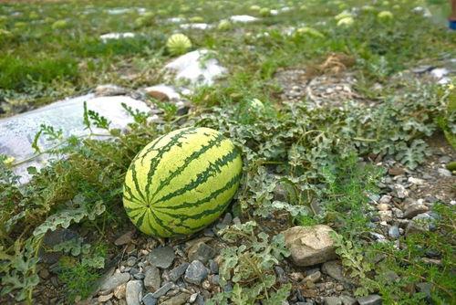 干野瓜怎么吃,干野瓜的多样食法探索