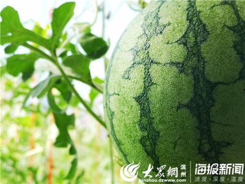 海尔森吃瓜视频,揭秘娱乐圈幕后故事